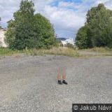 ZEMĚDĚLSKÝ PODNIK MĚSTO ALBRECHTICE, a.s.