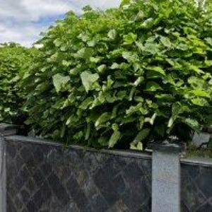 obrazek: avatar MULTIFLORA s.r.o.