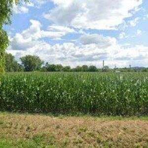 obrazek: avatar STOLÁRNA U SOUSEDŮ