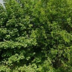 obrazek: avatar HUMPLÍK PAVEL