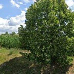 obrazek: avatar KABILKA LIBOR-VÝROBA NÁBYTKU