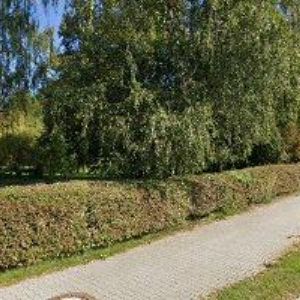 obrazek: avatar BŮŽEK ROBERT