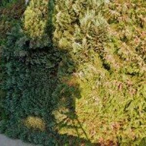 obrazek: avatar PODLAHY HOJČUŠ