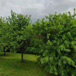 obrazek: avatar TROJEK PAVEL-T + T