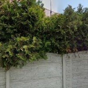 obrazek: avatar VELKÝ DALIBOR