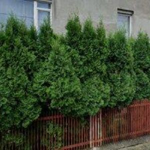 obrazek: avatar NIKA ATELIER