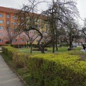 obrazek: avatar HONSA MARTIN-DEBRAH