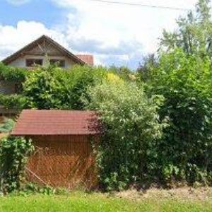 obrazek: avatar AMICA C.