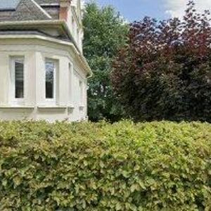 obrazek: avatar SMAPS