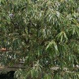 KYSEL ZDENĚK-SKLENÁŘSTVÍ