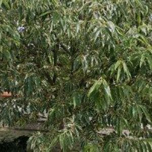 obrazek: avatar KYSEL ZDENĚK-SKLENÁŘSTVÍ