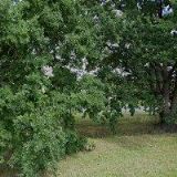 IVG COLBACHINI CZ s.r.o.