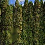 SÝKORA ALEŠ-VIDEO FOTO