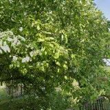 TEICHMANNOVÁ RENÁTA Bc.