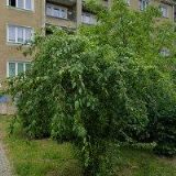 TARABOVÁ JOLANTA Mgr.