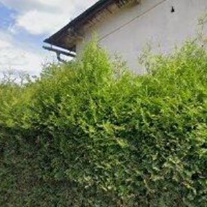 obrazek: avatar ŽENÍŠEK FRANTIŠEK