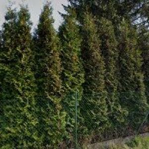 obrazek: avatar PALFRIG OSTRAVA