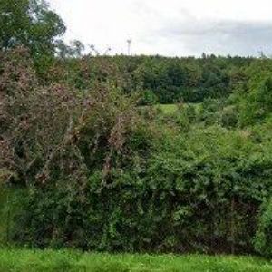 obrazek: avatar ZŠ Vápenná