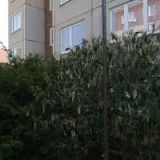 BOŽEK LADISLAV MUDr.