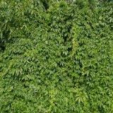 SVATAVA DOKOUPILOVÁ