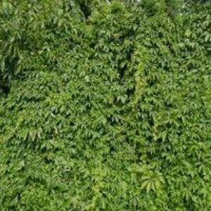 obrazek: avatar SVATAVA DOKOUPILOVÁ