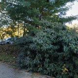 KOSMETICKÝ SALON LE CHATON