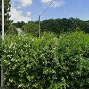 obrazek: avatar OBEC Jindřichov