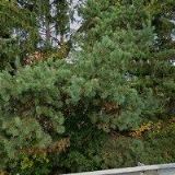 KOKY ANTONÍN-ZEMNÍ PRÁCE