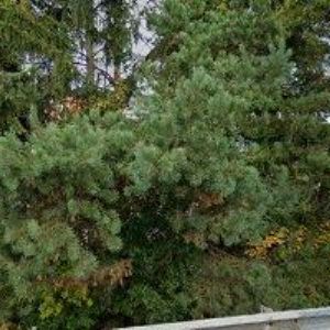 obrazek: avatar KOKY ANTONÍN-ZEMNÍ PRÁCE