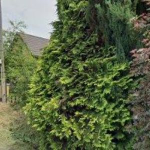 obrazek: avatar GALUŠKA VIKTOR