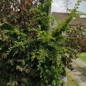 obrazek: avatar KOVÁRIK DUŠAN