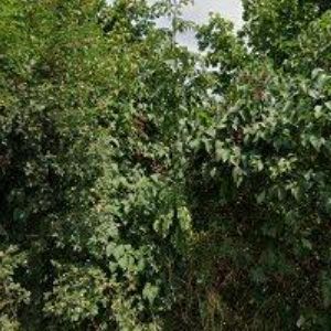 obrazek: avatar ŤULPOVÁ JANA