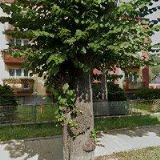 MAGISTRA-LÉKÁRNA 111