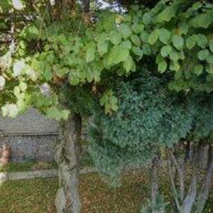 obrazek: avatar DOMOV JISTOTY