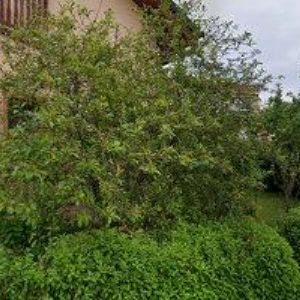 obrazek: avatar PARTILOVÁ JANA