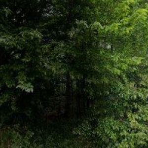 obrazek: avatar 4NOŽCI.CZ