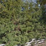 JEZDECKÝ KLUB AMÍR, z.s.