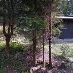 obrazek: avatar SKI AREÁL ZLATNÍK