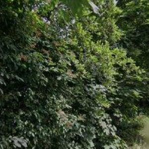 obrazek: avatar TRTÍLKOVÁ IVETA Ing.arch.