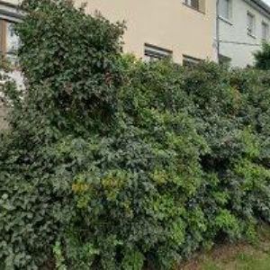 obrazek: avatar MĚSTO Plumlov