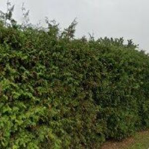 obrazek: avatar OBEC Troubelice