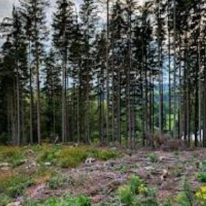 obrazek: avatar OBEC Malá Štáhle