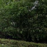 NÁBOŽENSKÁ OBEC CÍRKVE ČESKOSLOVENSKÉ HUSITSKÉ V OPAVĚ 1