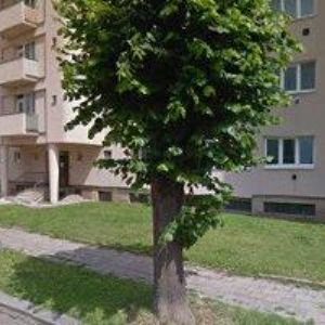 obrazek: avatar ŽEBŘÍK, z.s.