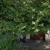 STROMY PRO BUDOUCNOST o.s.