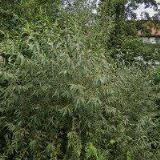 ŠTERNBERK CHAPTER OF PEOPLE TO PEOPLE INTERNATIONAL