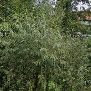 obrazek: avatar ŠTERNBERK CHAPTER OF PEOPLE TO PEOPLE INTERNATIONAL