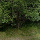 ČESKÝ SVAZ OCHRÁNCŮ PŘÍRODY JESENICKÁ DIVOČINA