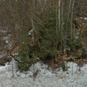 obrazek: avatar KYNOLOGICKÝ KLUB Hanušovice