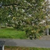 ZO ČSOP 74/03 Lipník nad Bečvou